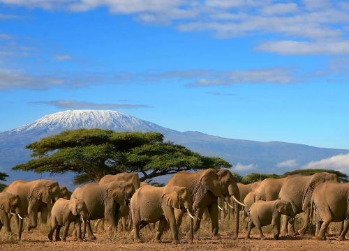 Top 5 Must-See Attractions in Amboseli National Park – Elephant Kingdom with Kenya Mjusi Safaris