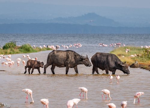 Top 5 Must-Visit Attractions in Lake Nakuru National Park – A Wildlife Gem by Kenya Mjusi Safaris