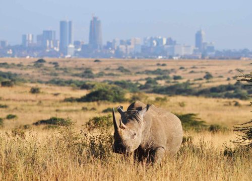 Top 5 Attractions in Nairobi National Park – Urban Safari Wonders with Kenya Mjusi Safaris