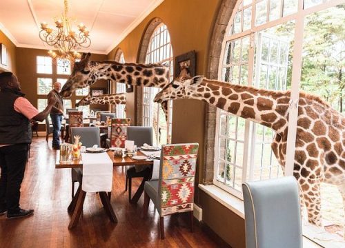 Nairobi National Park Day Trip – A Wild Safari Just Minutes from the City