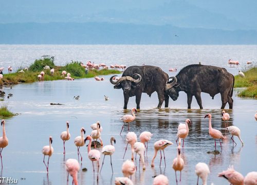 Lake Naivasha Day Trip – A Scenic Escape from Nairobi
