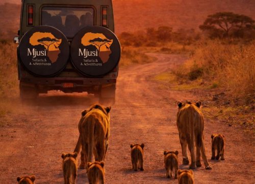 Navigating the Wild: The Ultimate Guide to Car Hire and Safari Transportation in Kenya