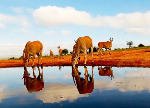 Kenya Safaris Q & A