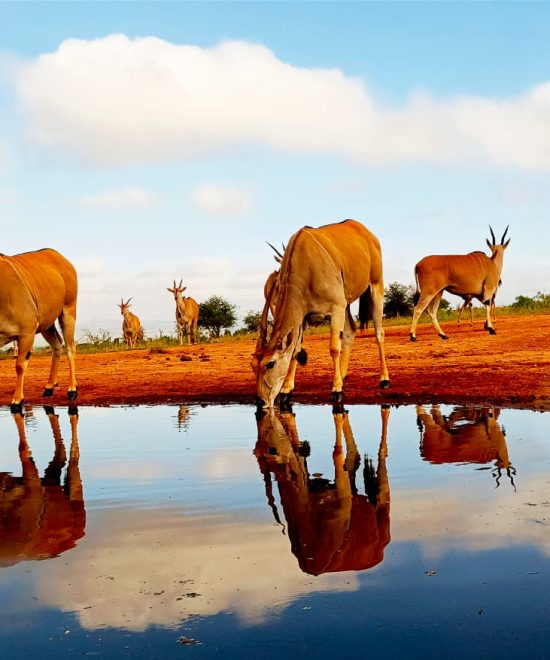 Kenya Safaris Q & A